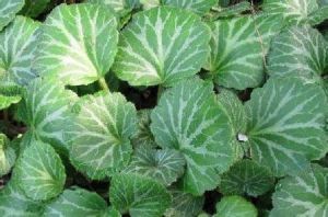 短葉虎耳草 短葉虎耳草