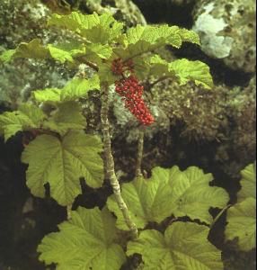 長梗剛毛五加(變種) 長梗剛毛五加(變種)