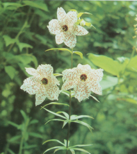 多斑豹子花 多斑豹子花