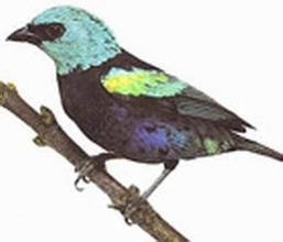 藍頸唐加利雀 藍頸唐加利雀