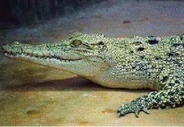 假長吻鱷魚 假長吻鱷魚