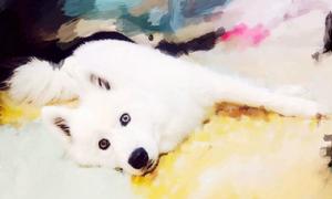 金眼薩摩耶近照