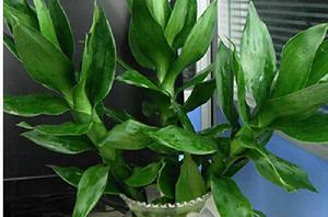 觀音竹[禾本科簕竹屬植物]