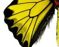 菲律賓裳鳳蝶(雄後翅背面)