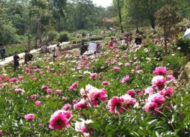 武定牡丹文化旅遊節 武定牡丹文化旅遊節