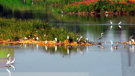 山東王屋湖國家濕地公園 山東王屋湖國家濕地公園