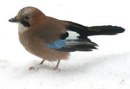 松鴉佐渡島亞種 松鴉佐渡島亞種