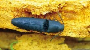 女皇儈子手甲蟲 女皇儈子手甲蟲