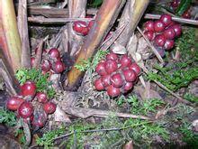 上羅孟村 上羅孟村