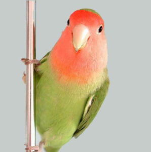 栗臉鸚哥 栗臉鸚哥