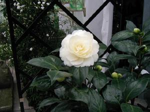 被子植物亞門 被子植物亞門