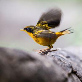 金色林鴝 金色林鴝