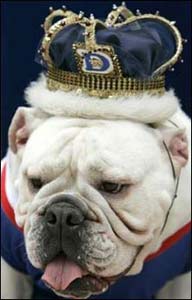 英國本年度最美鬥牛犬