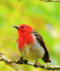 紅腰攝蜜鳥 紅腰攝蜜鳥