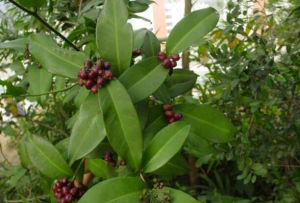 無柄蒲桃 無柄蒲桃