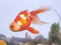 花高頭龍睛 花高頭龍睛