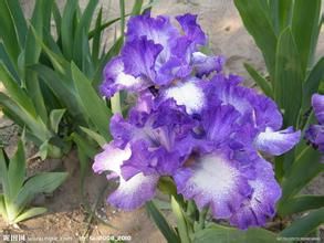 神聖小鳶尾 神聖小鳶尾