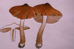 褐絲蓋傘 褐絲蓋傘