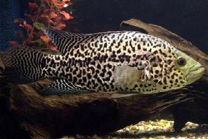 花斑短獅魚 花斑短獅魚