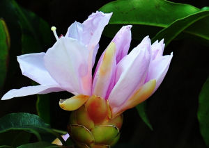 毛錦杜鵑 毛錦杜鵑