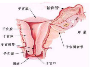 宮頸管