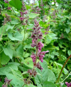 林地水蘇 林地水蘇