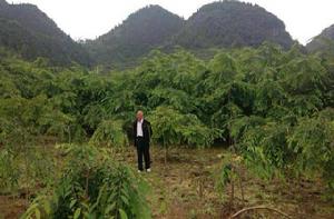 八重紅枝垂櫻 八重紅枝垂櫻