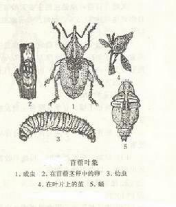 苜蓿葉象甲 苜蓿葉象甲