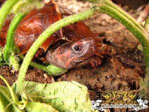 刺山龜