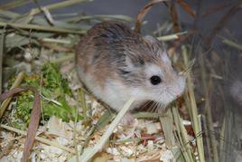 羅伯羅夫斯基倉鼠 羅伯羅夫斯基倉鼠