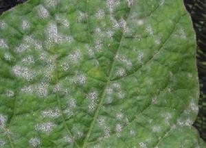 芫荽白粉病 芫荽白粉病