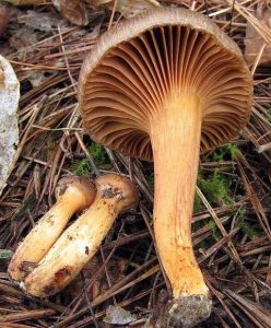 粘鉚釘菇 粘鉚釘菇