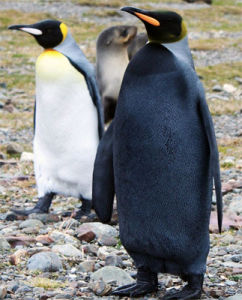 科學家發現全黑帝企鵝