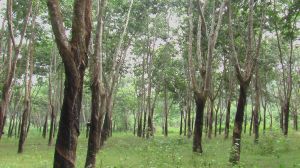 扎松板新寨自然村 扎松板新寨自然村