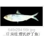 理氏沙丁魚 理氏沙丁魚