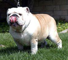 鬥牛[英國犬種名]