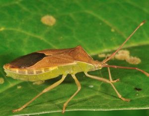 一點同緣椿象 一點同緣椿象
