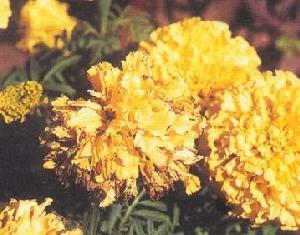 菊花花腐病 菊花花腐病