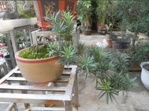 新桂園景區 新桂園景區