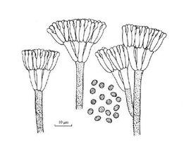 糙梗青黴 糙梗青黴