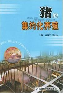 豬的集約化養殖 豬的集約化養殖