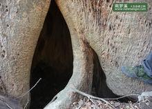 南夢溪 榔榆 千年 古樹