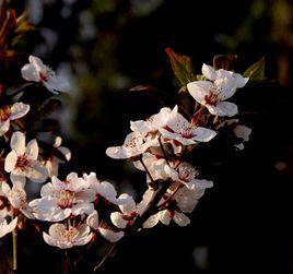 春情[漢語詞語]