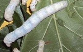 阿斯可利黃繭蠶 阿斯可利黃繭蠶