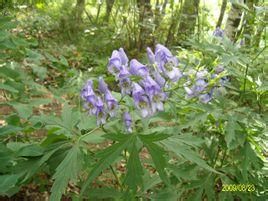 伊犁烏頭 伊犁烏頭