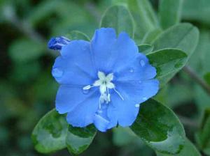 （圖）藍星花