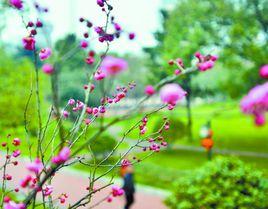 梅花[董嗣杲七言絕句]