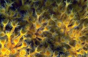 黃水螅珊瑚