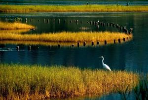 沉湖濕地自然保護區 沉湖濕地自然保護區