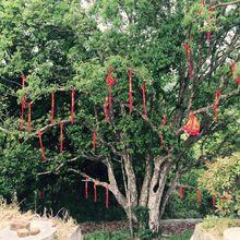 平利縣老縣鎮蔣家坪村千年古茶樹